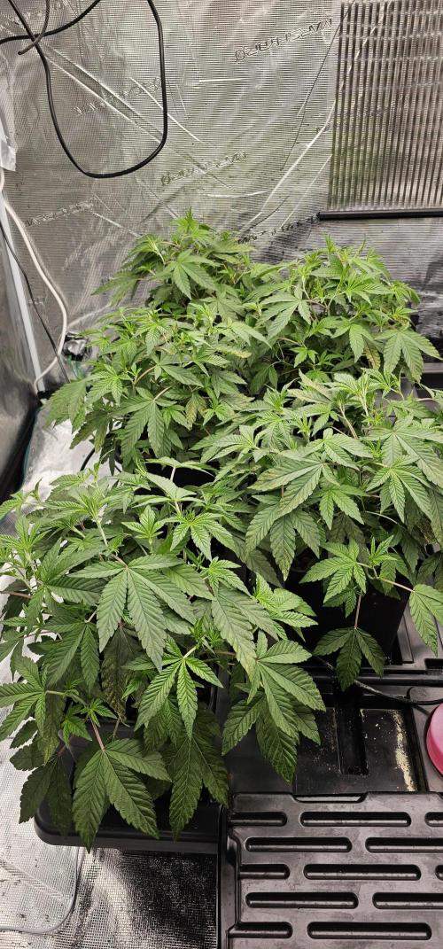 London pound cake x jealousy x zowahh. Week 3