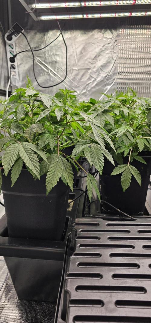 London pound cake x jealousy x zowahh. Week 3