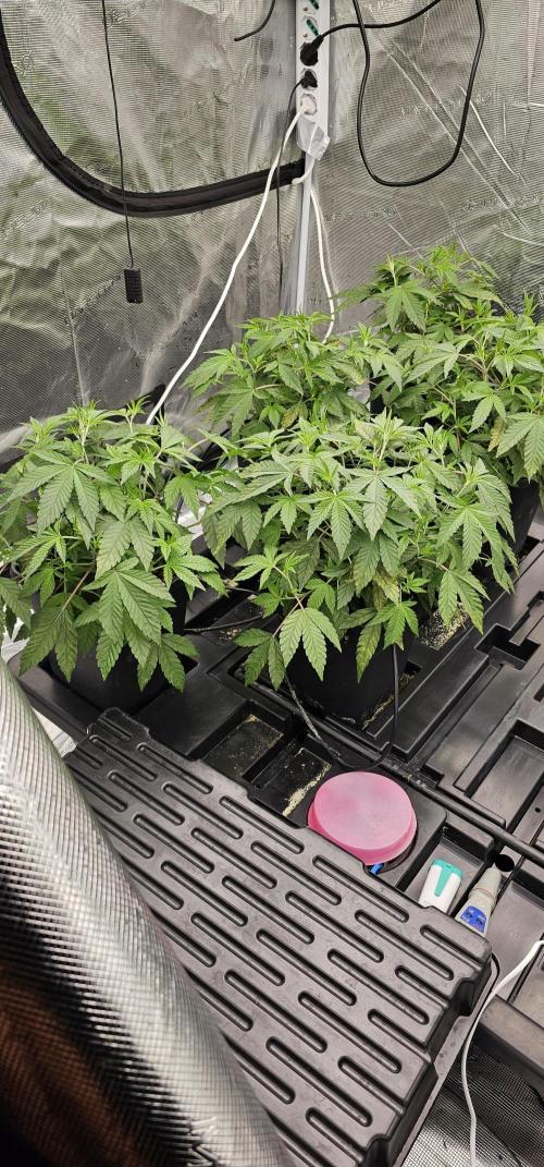 London pound cake x jealousy x zowahh. Week 3