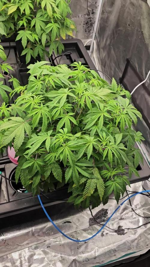 London pound cake x jealousy x zowahh