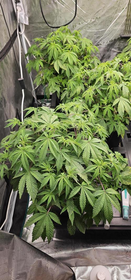 London pound cake x jealousy x zowahh. Week 4