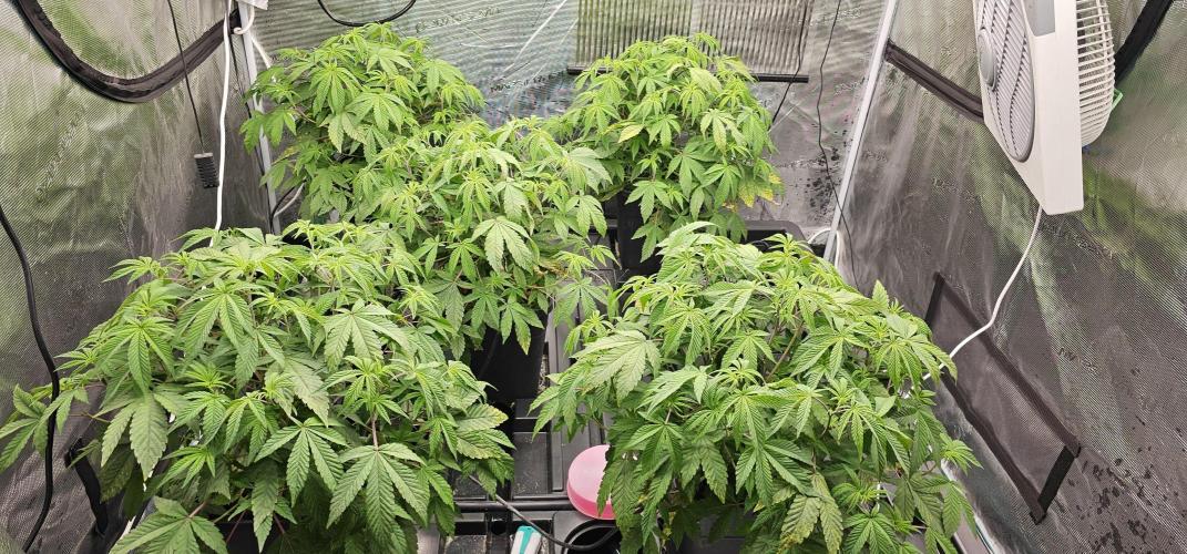 London pound cake x jealousy x zowahh. Week 4