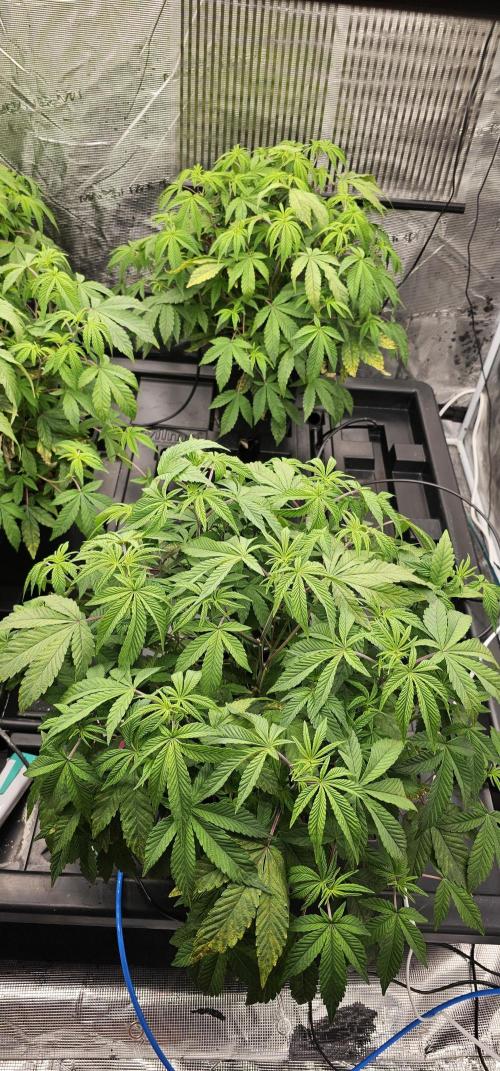 London pound cake x jealousy x zowahh. Week 4