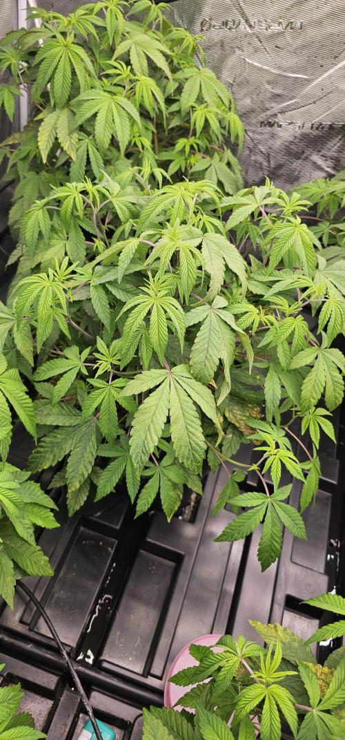 London pound cake x jealousy x zowahh. Week 4