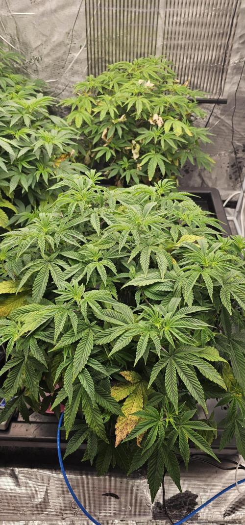 London pound cake x jealousy x zowahh. Week 5