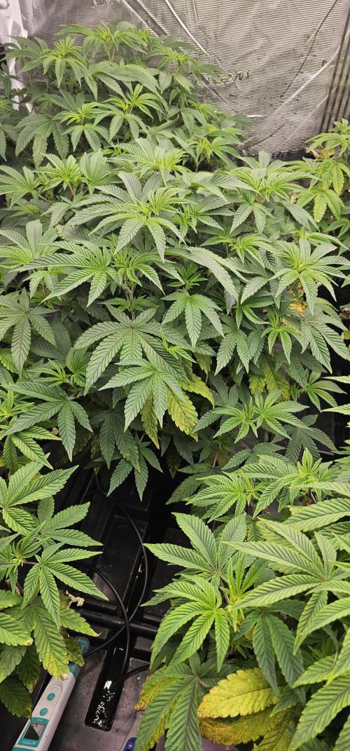 London pound cake x jealousy x zowahh. Week 5