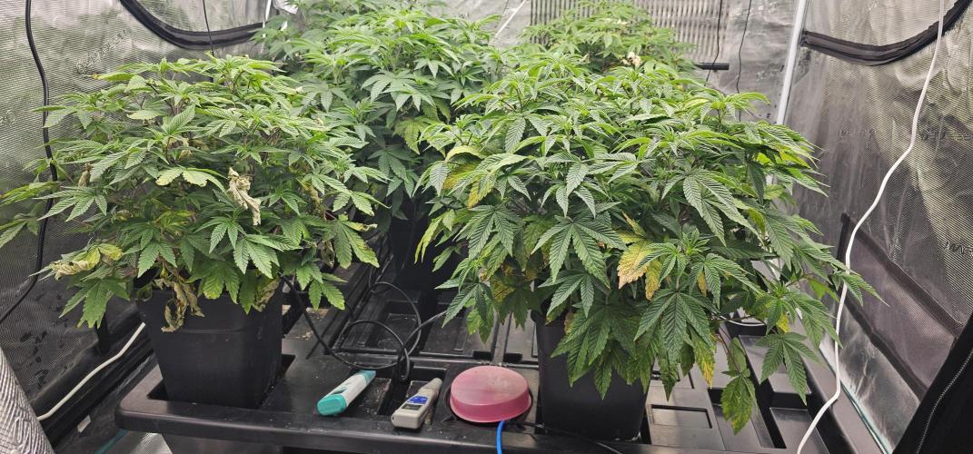 London pound cake x jealousy x zowahh. Week 5