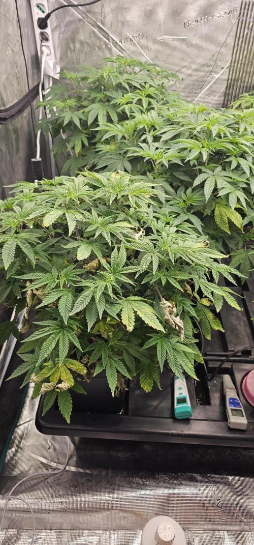 London pound cake x jealousy x zowahh. Week 5