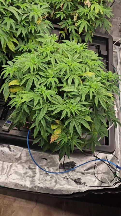 London pound cake x jealousy x zowahh