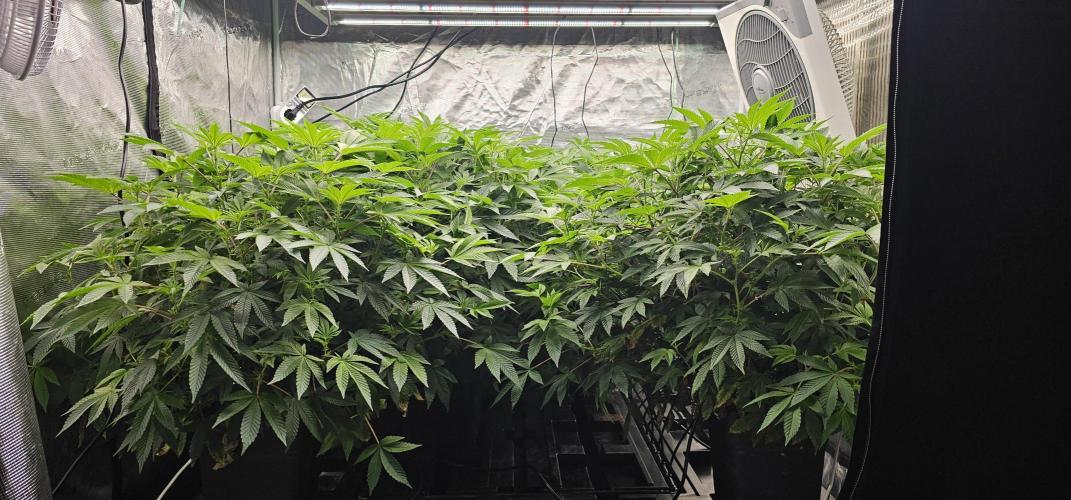 London pound cake x jealousy x zowahh. Week 7