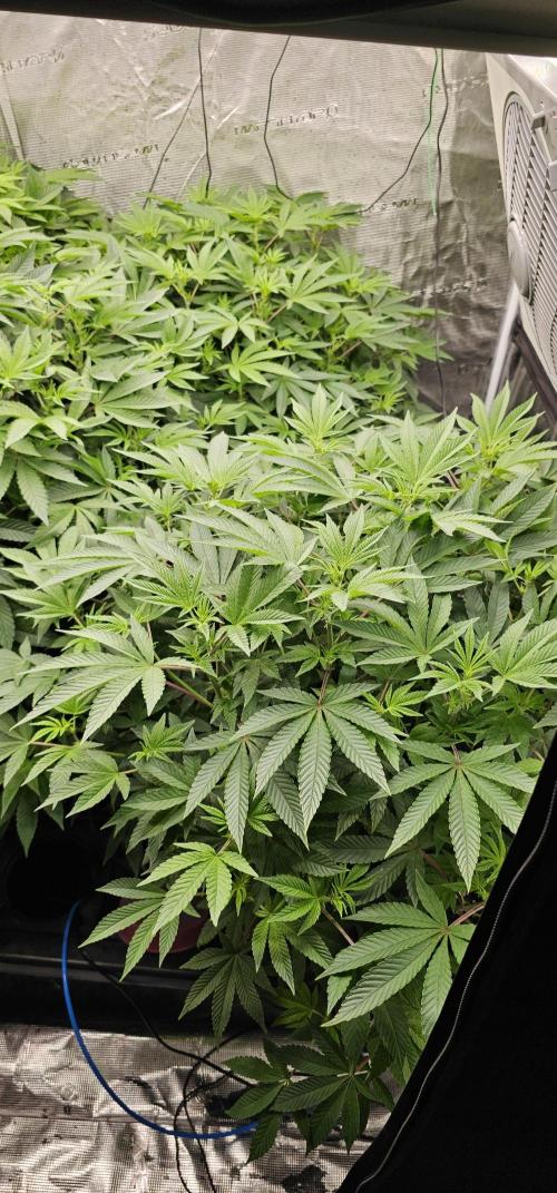 London pound cake x jealousy x zowahh. Week 7