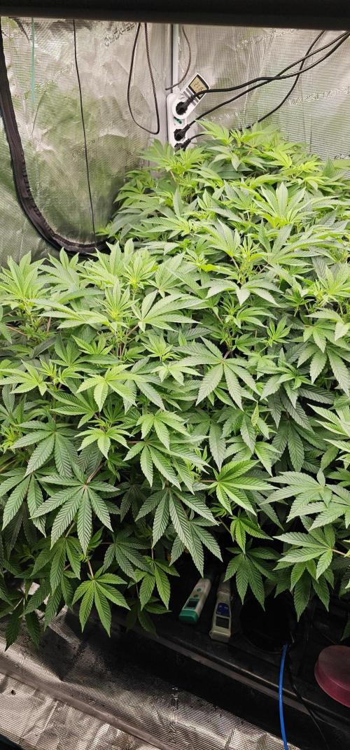 London pound cake x jealousy x zowahh. Week 7