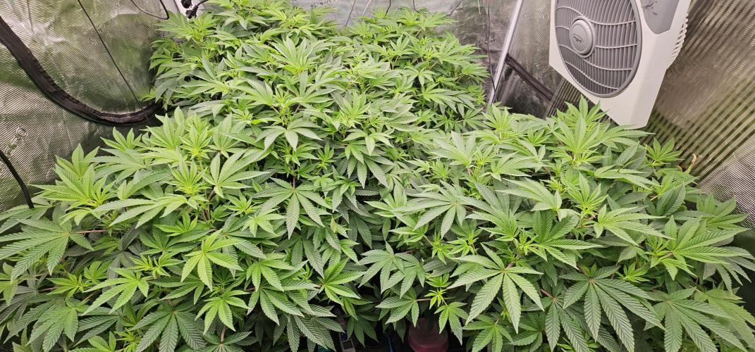 London pound cake x jealousy x zowahh. Week 7