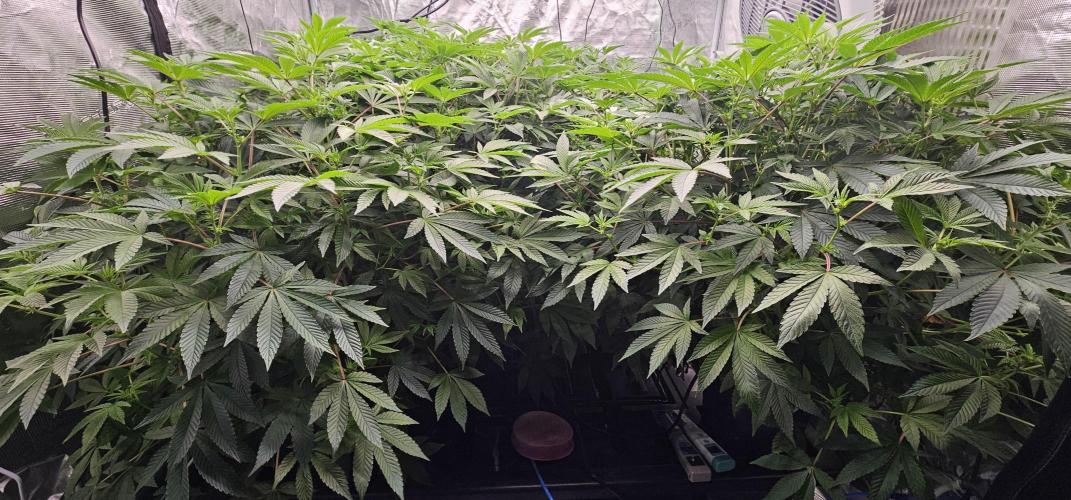 London pound cake x jealousy x zowahh. Week 8