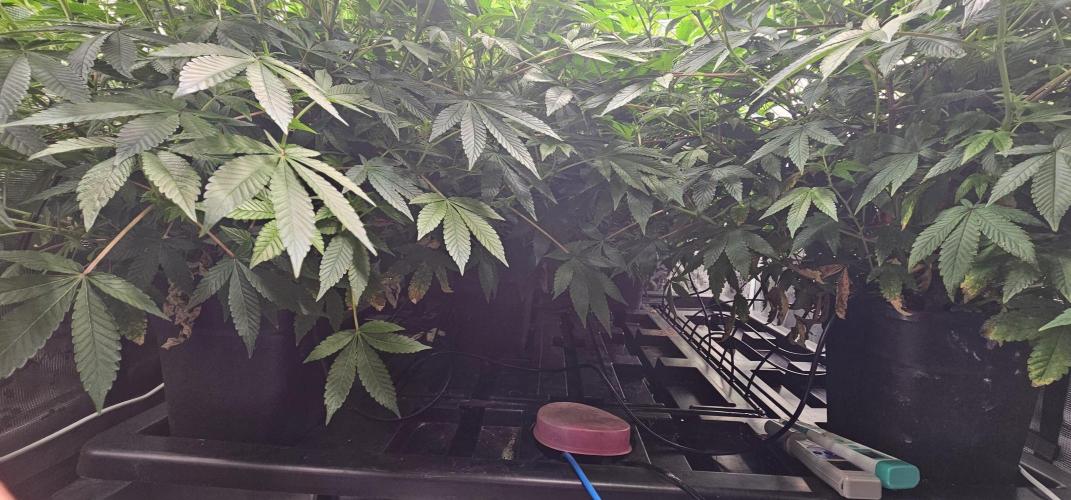 London pound cake x jealousy x zowahh. Week 8