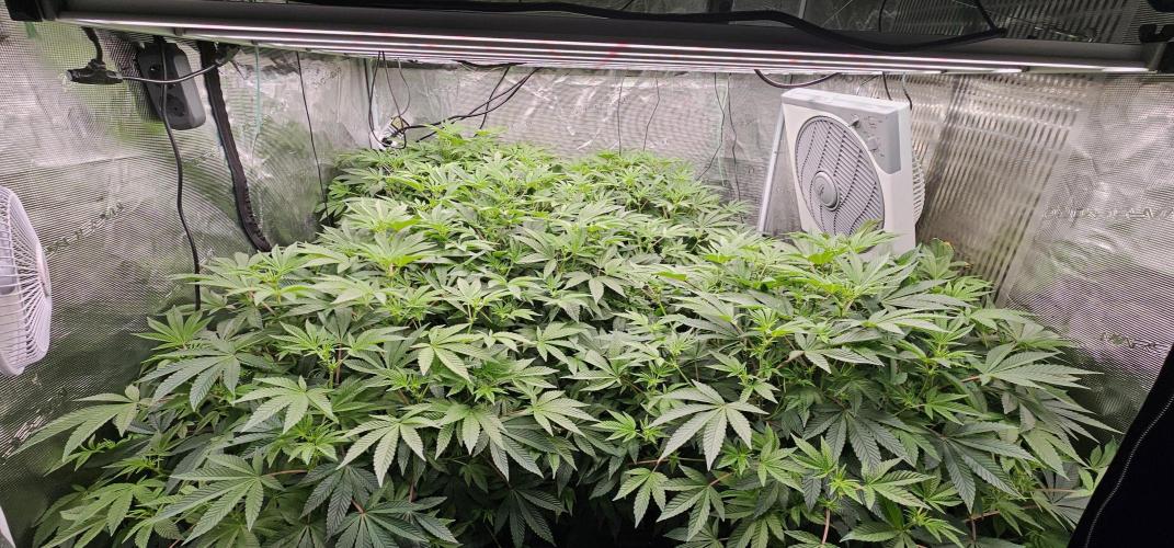 London pound cake x jealousy x zowahh. Week 8