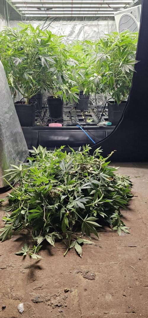 London pound cake x jealousy x zowahh. Week 8