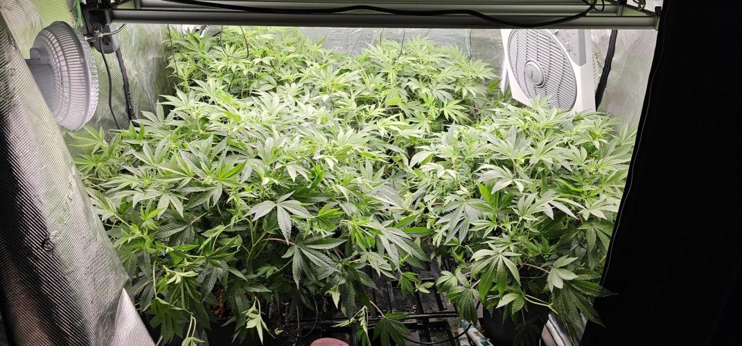 London pound cake x jealousy x zowahh. Week 8