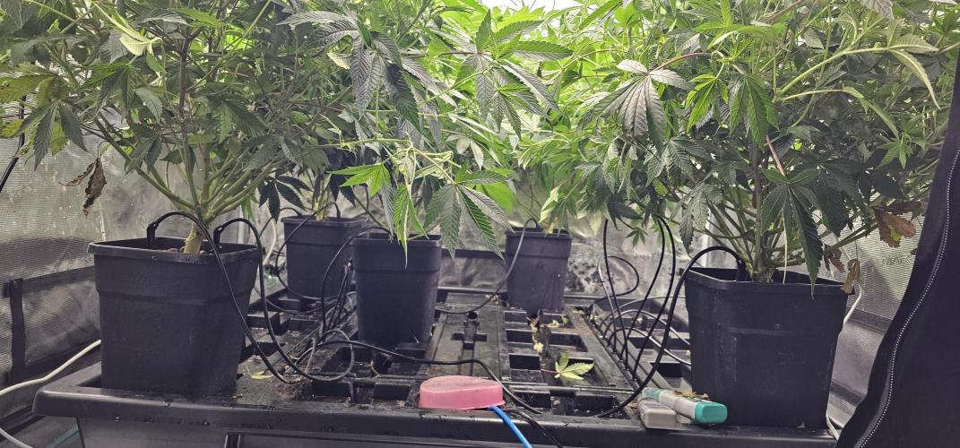 London pound cake x jealousy x zowahh. Week 8