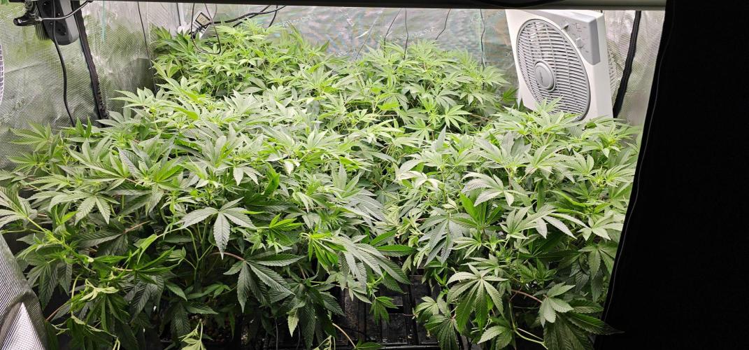 London pound cake x jealousy x zowahh. Week 8