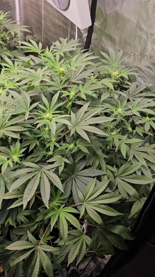 London pound cake x jealousy x zowahh