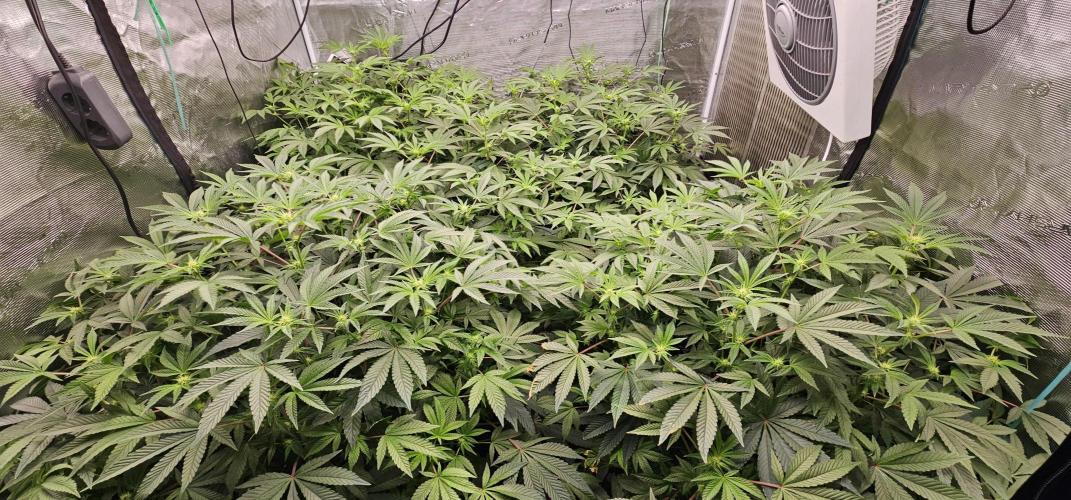 London pound cake x jealousy x zowahh. Week 8