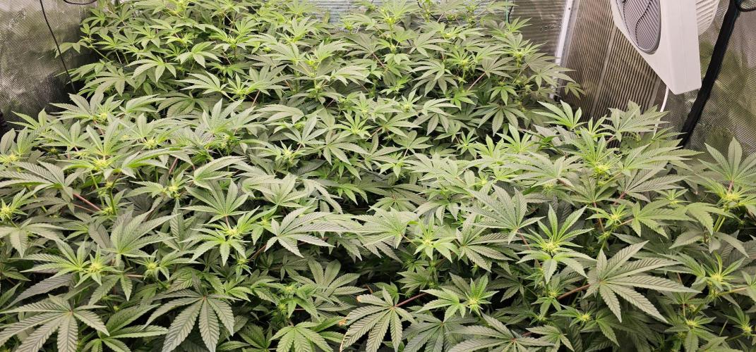 London pound cake x jealousy x zowahh. Week 8