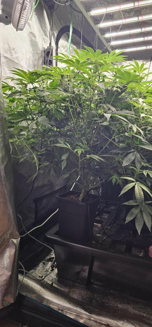 London pound cake x jealousy x zowahh. Week 8