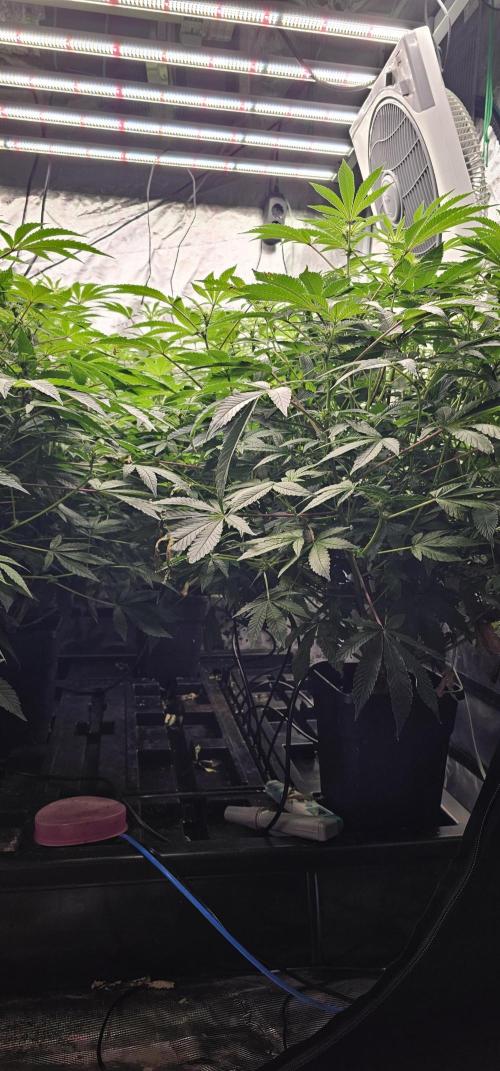 London pound cake x jealousy x zowahh. Week 8