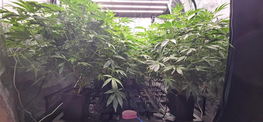 London pound cake x jealousy x zowahh. Week 8