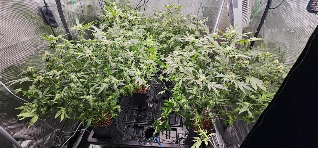 London pound cake x jealousy x zowahh. Week 10