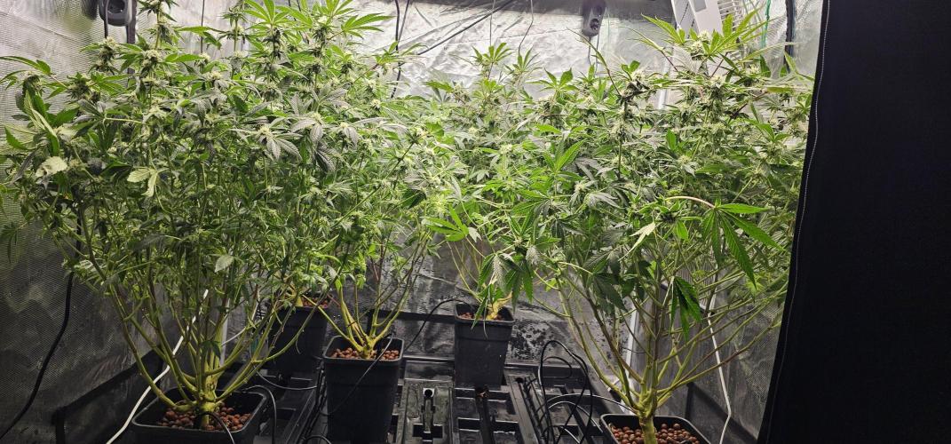 London pound cake x jealousy x zowahh. Week 10