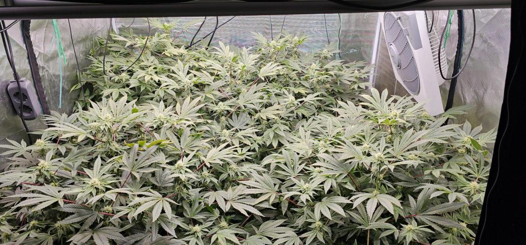 London pound cake x jealousy x zowahh. Week 10