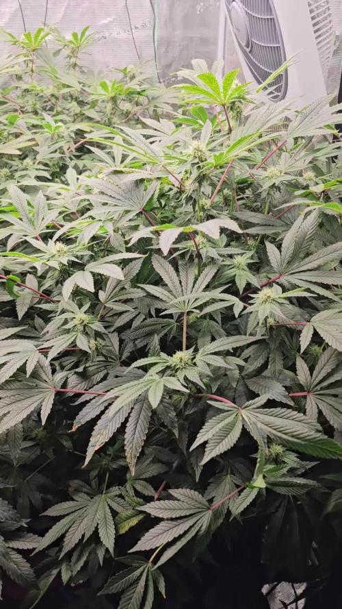 London pound cake x jealousy x zowahh