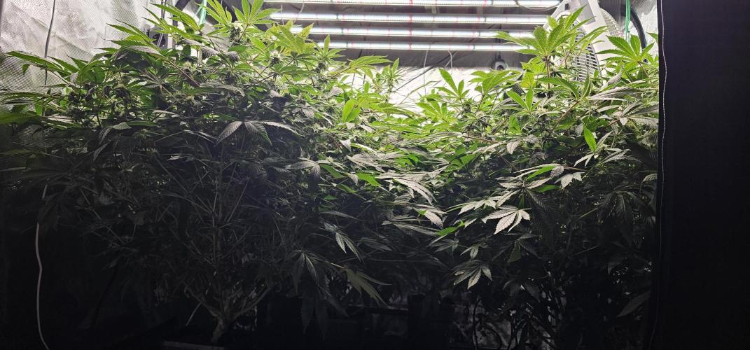 London pound cake x jealousy x zowahh. Week 10