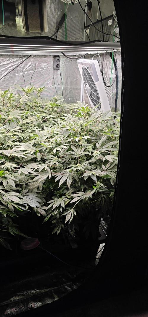 London pound cake x jealousy x zowahh. Week 10