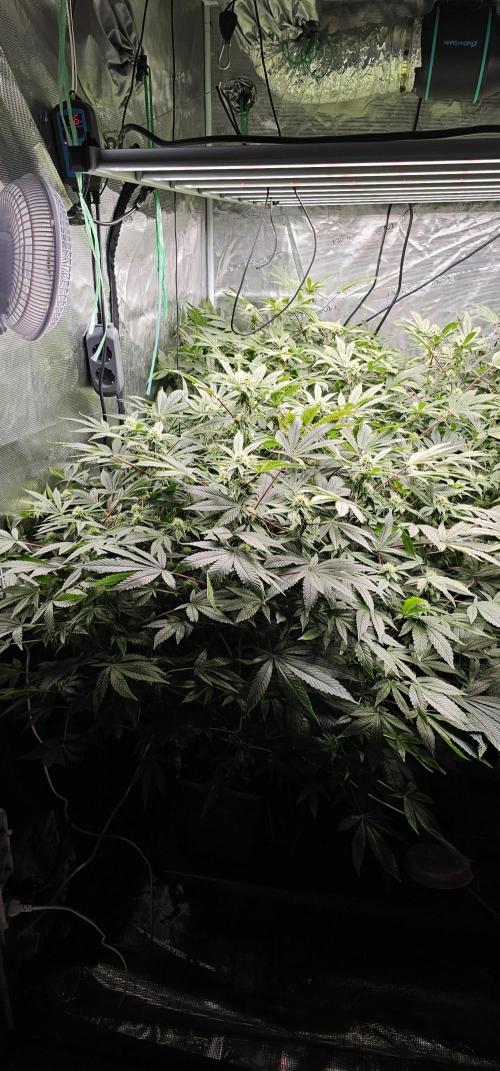 London pound cake x jealousy x zowahh. Week 10