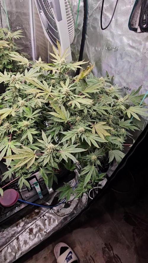 London pound cake x jealousy x zowahh