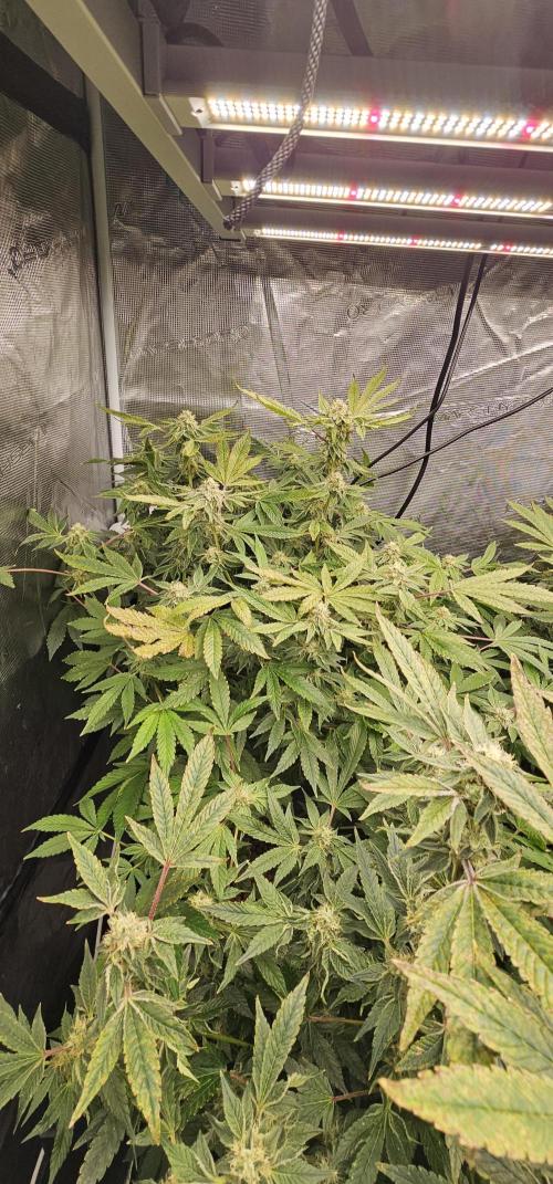 London pound cake x jealousy x zowahh. Week 11