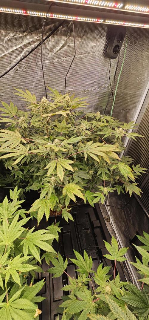 London pound cake x jealousy x zowahh. Week 11