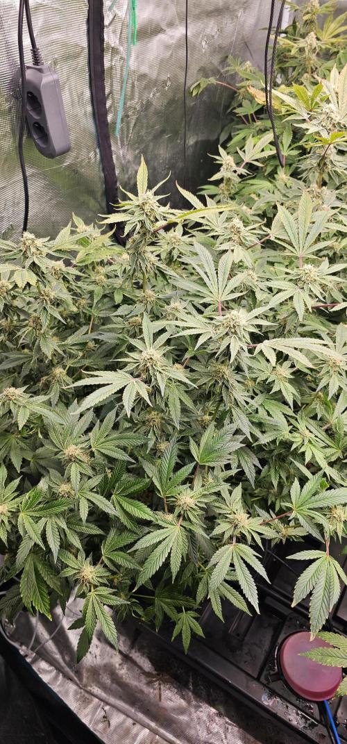 London pound cake x jealousy x zowahh. Week 11