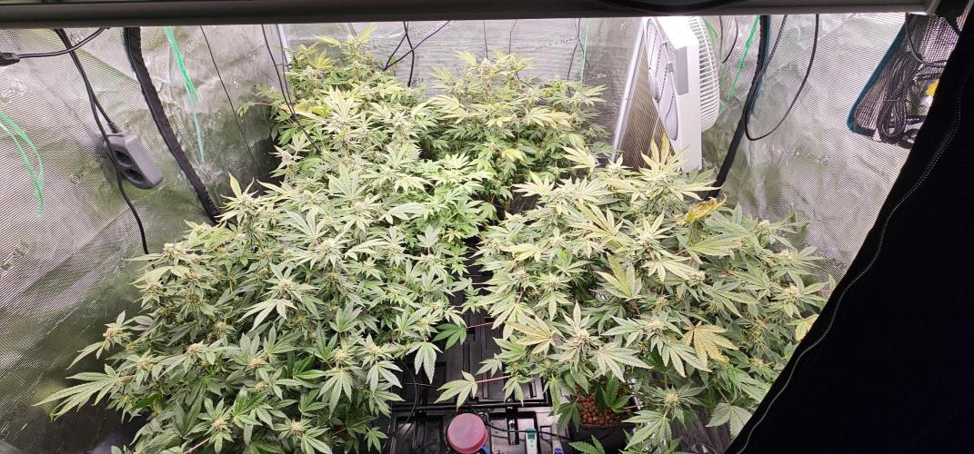 London pound cake x jealousy x zowahh. Week 11