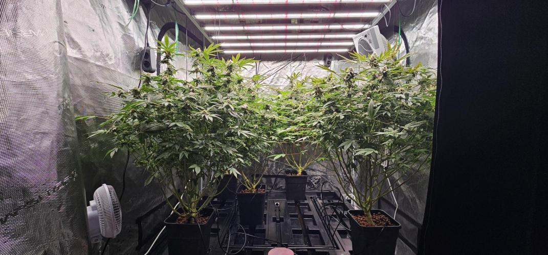 London pound cake x jealousy x zowahh. Week 11