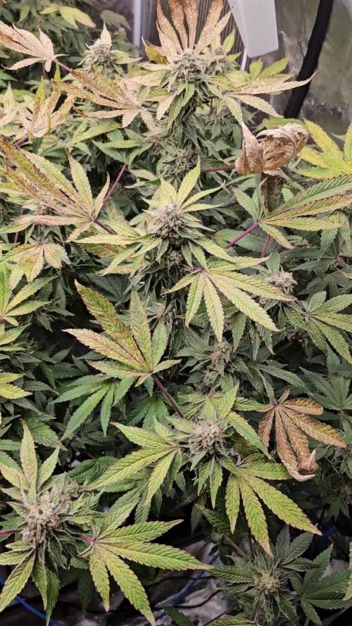 London pound cake x jealousy x zowahh