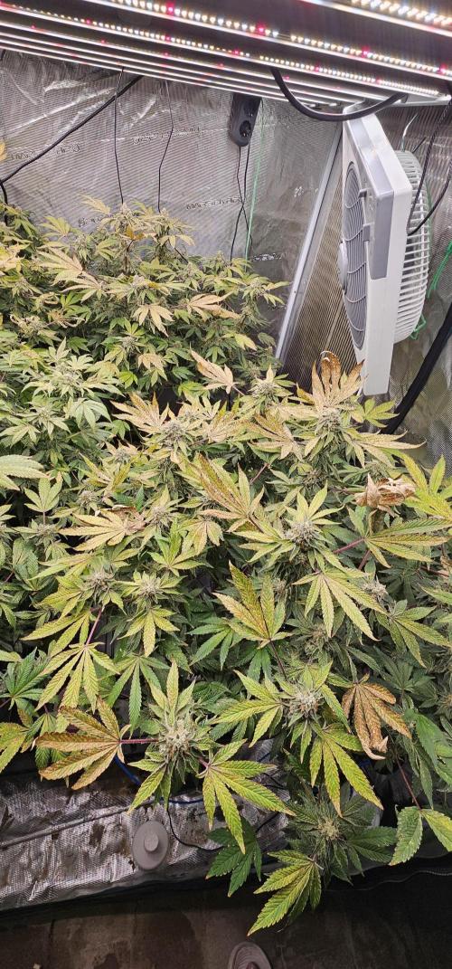 London pound cake x jealousy x zowahh. Week 13