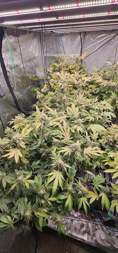 London pound cake x jealousy x zowahh. Week 13