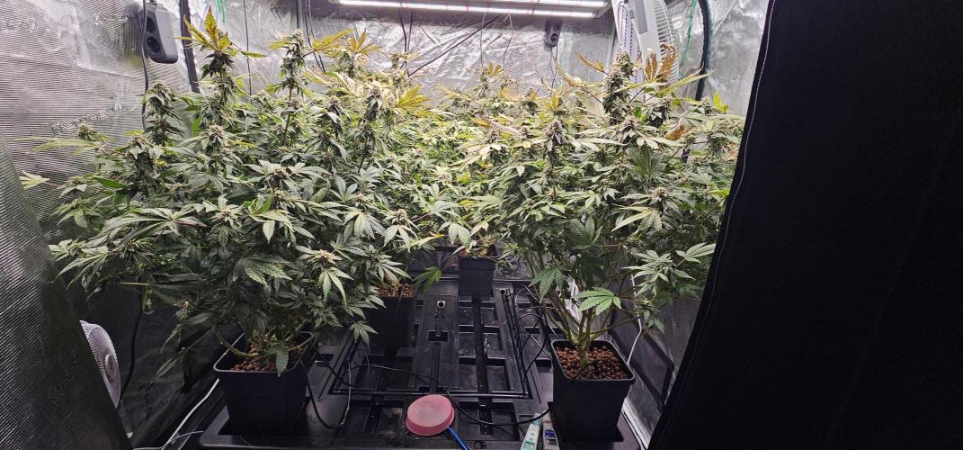 London pound cake x jealousy x zowahh. Week 13