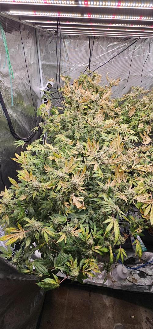 London pound cake x jealousy x zowahh. Week 14