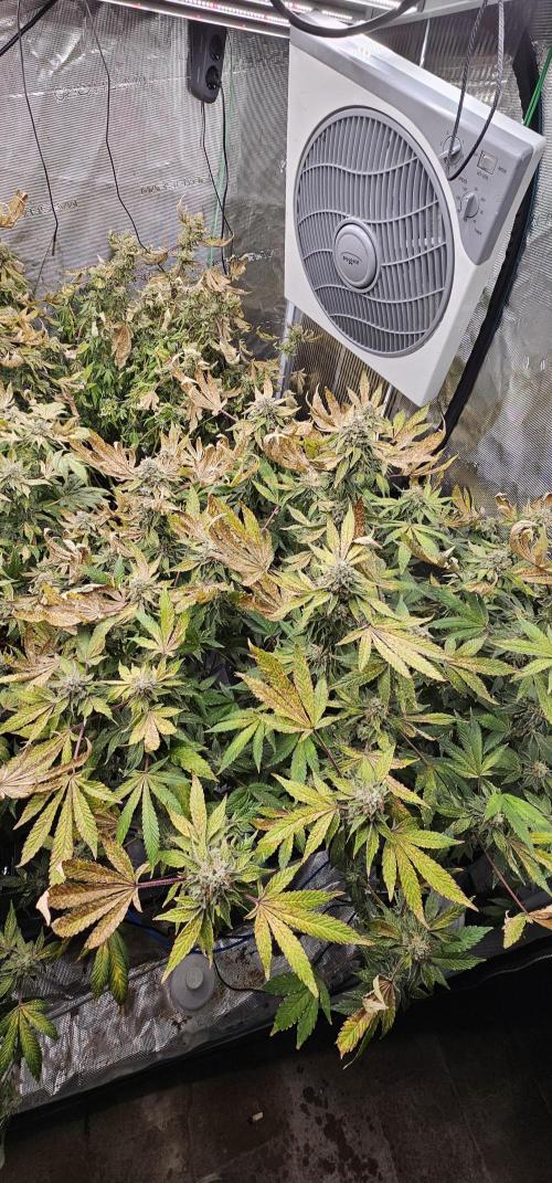 London pound cake x jealousy x zowahh. Week 14