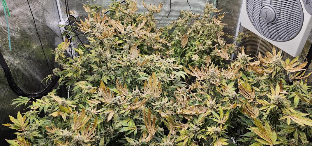 London pound cake x jealousy x zowahh. Week 14